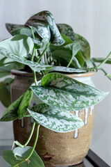 Scindapsus pictus 'Exotica', also referred to incorrectly as the Satin Pothos, is a vining plant with interesting foliage with silver on green patterns. - obrazy, fototapety, plakaty