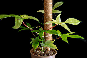 Philodendron 'Florida Ghost', named for the pale colored new leaves that emerge. Eventually the whitish colored leaves turn to green as they mature  © Paul Atkinson