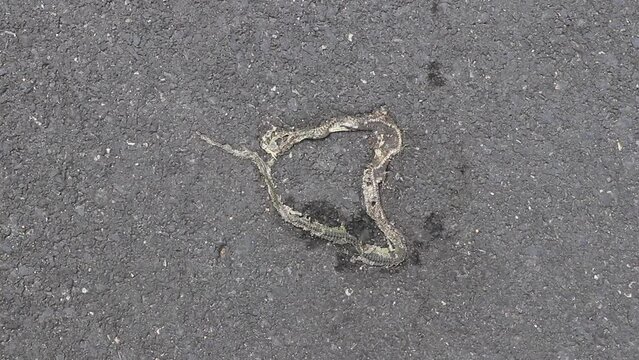 Dead flattened snake with guts on the road.
