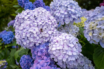Bee on Hydrangeas in flower, Gardening