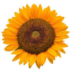 Obraz premium Sunflower PNG Transparent