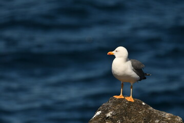 GAVIOTA