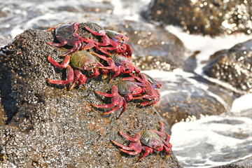 CANGREJOS