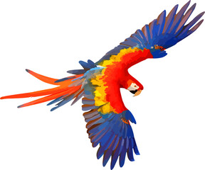 Scarlet macaw parrot isolated on transparent background. Vector illustration png file