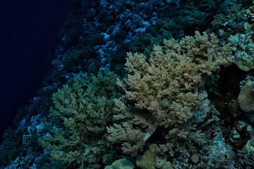 coral reef wallpaper background ocean tropical ecosystem underwater