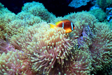 Fototapeta na wymiar clown fish red sea, underwater reef anemone