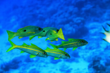 Fototapeta premium flock of fish goatfish underwater background
