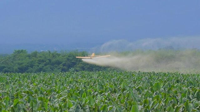 A small airplane spraying pesticide over a banana plantation; fumigation is the removal of harmful bugs by poisoning or suffocating them. Handheld slow motion shot.

