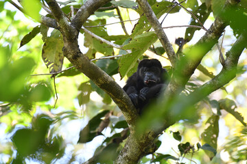 Howler Monkey resting in a tree, in a forest of Costa Rica