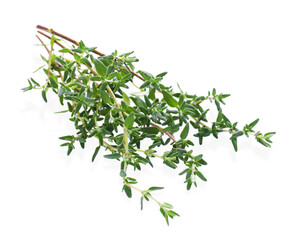 Bunch of fresh thyme isolated on white