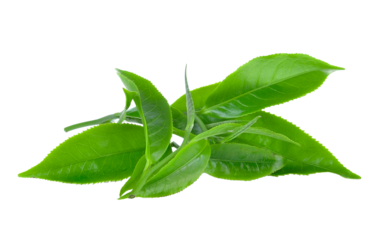 Green tea leaves on transparent png