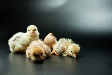 Chick that just hatched from the egg