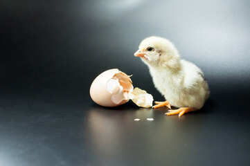 Chick that just hatched from the egg