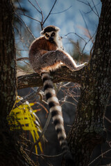 Ring Tail Lemur