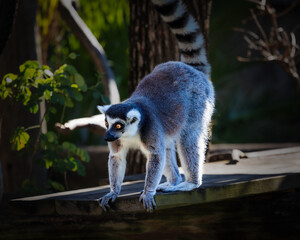 Ring Tail Lemur