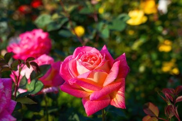 秋の日差しを浴びて輝くピンクとオレンジのグラデーションのバラ