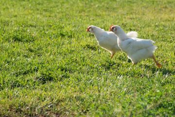Gallinas 