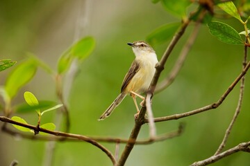 The Plain Prinia or The Plain or White-browed Wren-warbler or Prinia inornata is perched on the branch nice natural environment of wildlife in Srí Lanka or Ceylon