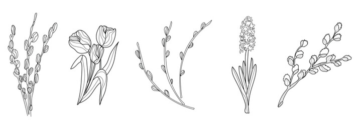 Set of pussy willow branches and flowers on white background