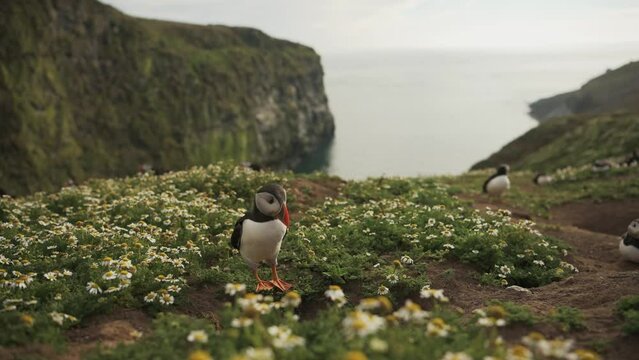 Beautiful Coastal Scenery with Colony of Puffins, Bright Sky and Cliffside Landscape, Colourful Birdlife Walking on Flowery Area in Pembrokeshire Coast National Park, Skomer Island, Wales, UK