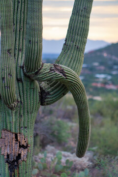 Fallen cactus branch being damaged in the late evening sun with noticable black decay and death on vegetation