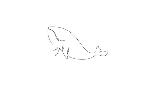 Animation of one single line drawing of blue whale. Endangered mammal animal in ocean. Gigantic underwater creature concept. Continuous line self draw animated. Full length motion.
