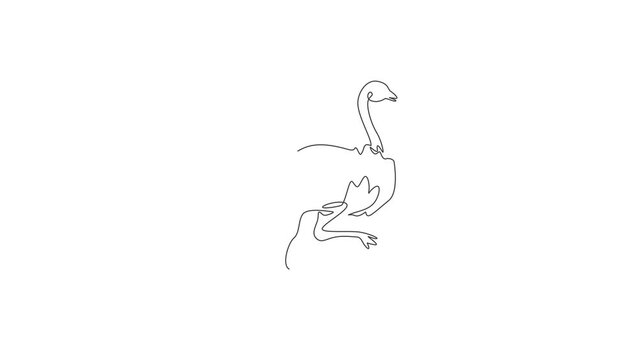 Animated self drawing of single continuous line draw cut ostrich bird run fast. Endangered animal national park conservation. Safari zoo concept. Full length one line animation illustration.