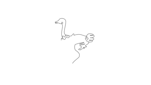 Animated self drawing of single continuous line draw cute big ostrich bird. Endangered animal national park conservation. Safari zoo concept. Full length one line animation illustration.