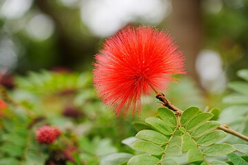 red  flower