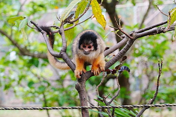 squirrel monkey