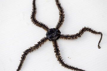 Animal species are invertebrates, found in the tide of the sea.