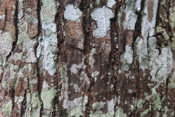 bark of a tree texture