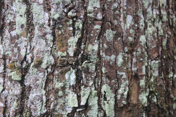 bark of a tree