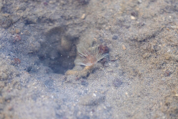Animal species are invertebrates, found in the tide of the sea.