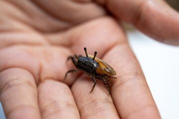 Animal species are invertebrates, found in the tide of the sea.