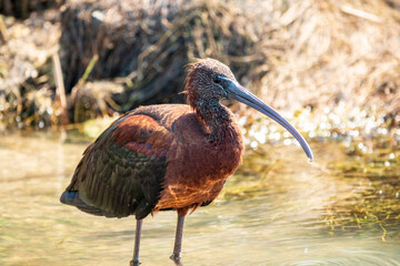 The glossy ibis, latin name Plegadis falcinellus, searching for food in the shallow lagoon.