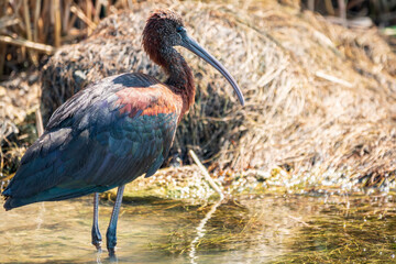 The glossy ibis, latin name Plegadis falcinellus, searching for food in the shallow lagoon.