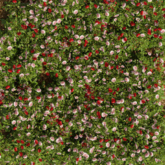 3D rendering of ground cover filled with flowers and grass, spring vibes and summer, perfect for texture, background and wallpaper