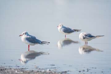 Fototapeta premium Flock of Seagulls, The European herring gull, swims on the calm lake shore