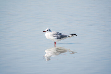 One Seagull, The European herring gull, swims on the calm lake shore in sunset