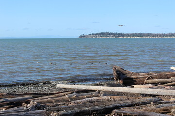 A windy winter day at a Pacific Northwest beach with a pile of driftwood