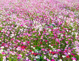 Fototapeta premium Fields of cosmos flowers bloom beautifully in the garden. cosmos flower background flower background.