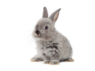 Sife view of baby gray rabbit sitting on white background. Lovely action of young rabbit.