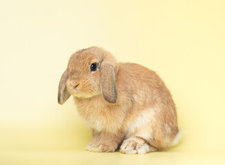 Side view of orange cute baby holland lop rabbit sittiing on yellow pastel background. Lovely action of young rabbit.