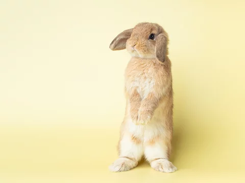 Side view of orange cute baby holland lop rabbit standing on yellow pastel  background. Lovely action of young rabbit. Stock Photo | Adobe Stock