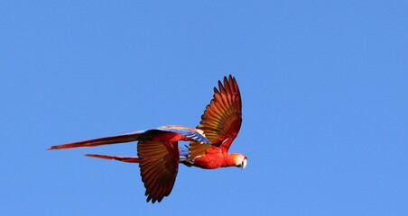 Scarlet Macaws - Red Lapas - Guacamayas in Costa Rica