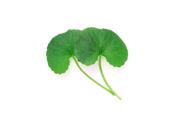 Gotu kola (centella asiatica) green leaf isolated on white background , top view , flat lay.