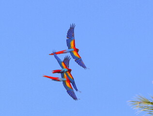 Scarlet Macaws - Red Lapas - Guacamayas in Costa Rica	