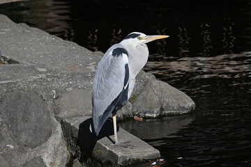 A gray heron standing by the waterside. It preys on fish and amphibians in rivers, lakes and paddy fields with its long beak.