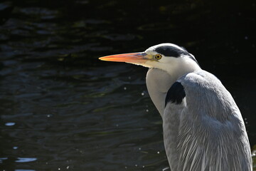 A gray heron standing by the waterside. It preys on fish and amphibians in rivers, lakes and paddy fields with its long beak.